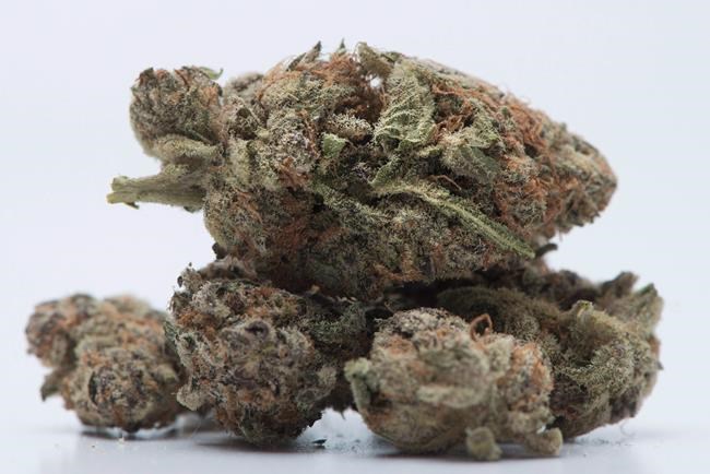 Cannabis company Aphria expands to South America, Jamaica with acquisition | iNFOnews.ca Cannabis company Aphria expands to South America, Jamaica with acquisition | iNFOnews.ca