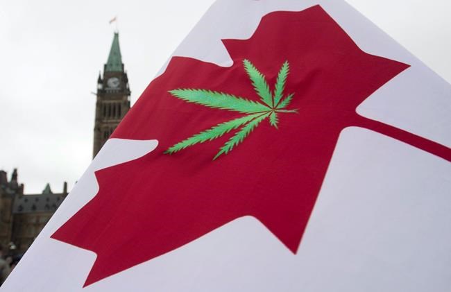 Many Canadians are driving high on cannabis, according to new national survey | iNFOnews.ca