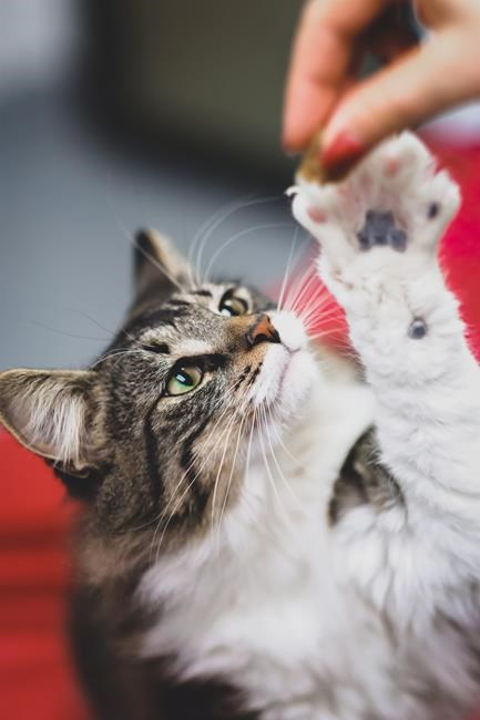 Surprise delivery: Halifax cat safe after being accidentally shipped to Montreal | iNFOnews.ca