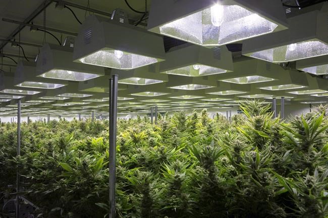 Tragically Hip-backed Up Cannabis plans 'hub' within Ontario pot retail store | iNFOnews.ca