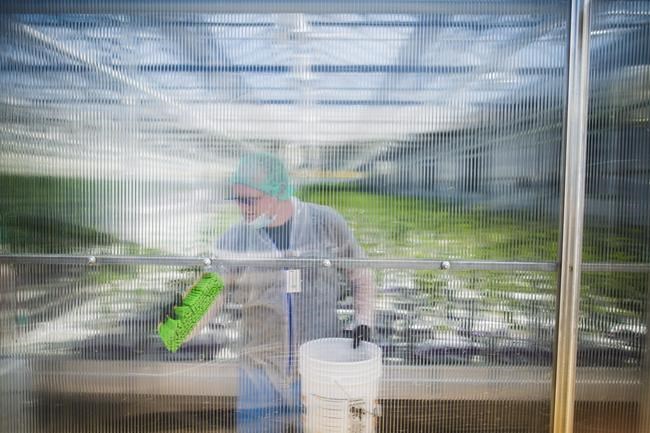 CannTrust shares spike after CEO, chair forced out amid unlicensed grow probe | iNFOnews.ca