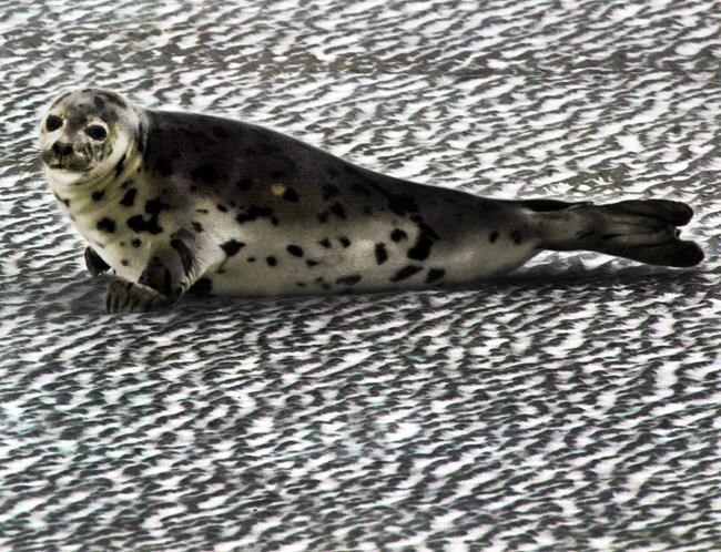 New report blames growing seal population for decline of cod stocks | iNFOnews.ca