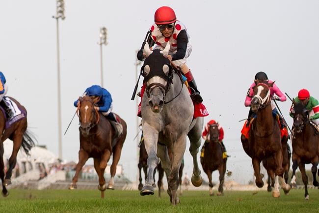 Jockey John Velazquez earns record fifth Ricoh Woodbine Mile victory | iNFOnews.ca Jockey John Velazquez earns record fifth Ricoh Woodbine Mile victory | iNFOnews.ca