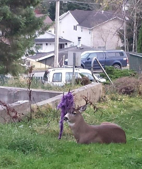 Conservation service to free B.C. deer with purple hammock twined in its antlers | iNFOnews.ca Conservation service to free B.C. deer with purple hammock twined in its antlers | iNFOnews.ca
