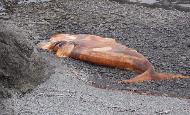 Ottawa announces four new measures in effort to protect right whales | iNFOnews.ca