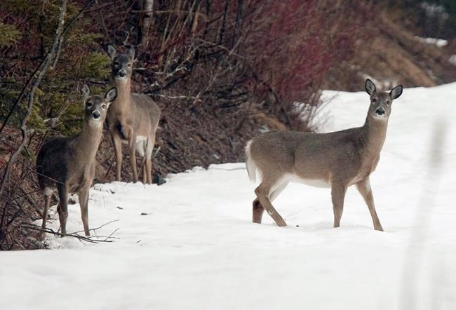 "More deer than the public will tolerate:" N.B. town aims to cut deer population | iNFOnews.ca CP980738338