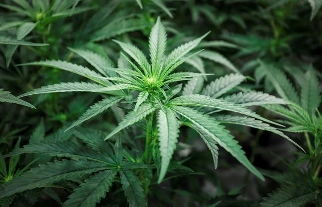 Ontario schools prepare for legalization of recreational cannabis | iNFOnews.ca Ontario schools prepare for legalization of recreational cannabis | iNFOnews.ca