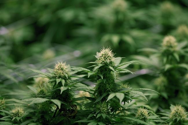 U.S. pot financing outpaces Canadian cannabis companies on CSE | iNFOnews.ca CP293466187