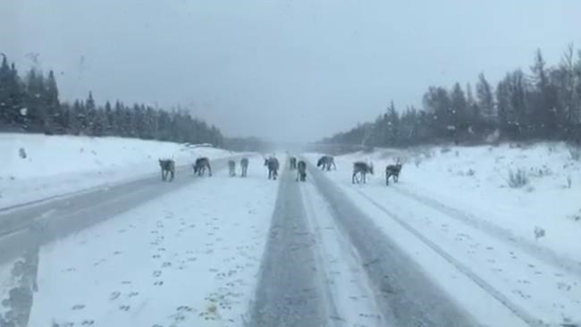 Trucker says video may show Santa's reindeer lost in Newfoundland | iNFOnews.ca Trucker says video may show Santa's reindeer lost in Newfoundland | iNFOnews.ca