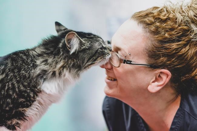 Baloo the cat is back at home after being mistakenly shipped to Montreal | iNFOnews.ca