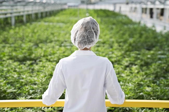 Aphria urges shareholders to wait as Green Growth officially launches offer | iNFOnews.ca Aphria urges shareholders to wait as Green Growth officially launches offer | iNFOnews.ca