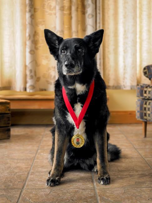 Dog who saved owner from bear among 3 rescues inducted into hall of fame | iNFOnews.ca Dog who saved owner from bear among 3 rescues inducted into hall of fame | iNFOnews.ca