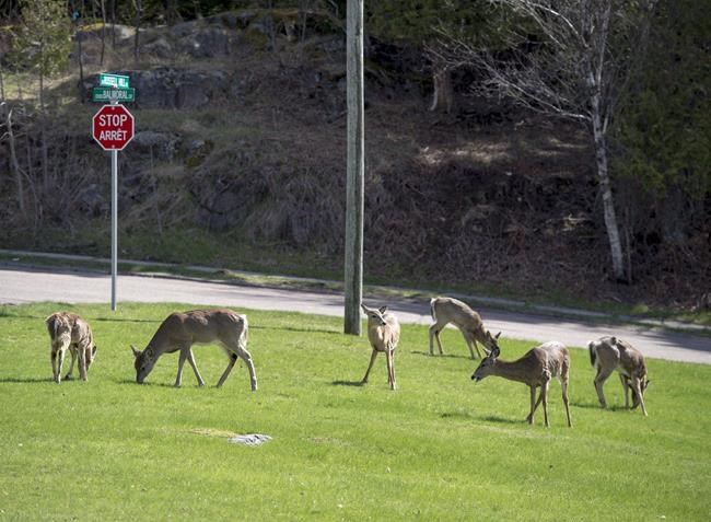 New Brunswick extends bow hunt to control deer population in populated areas | iNFOnews.ca