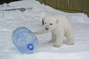 Toronto Zoo's polar bear cub now ready for visitors, but needs naps too | iNFOnews.ca CP27164913