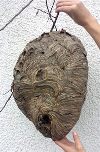 Eliminate areas on property favoured by wasps to reduce chances of nesting | iNFOnews.ca