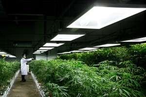 New medical pot regime sees quick growth, but beset by complaints | iNFOnews.ca CP31119322