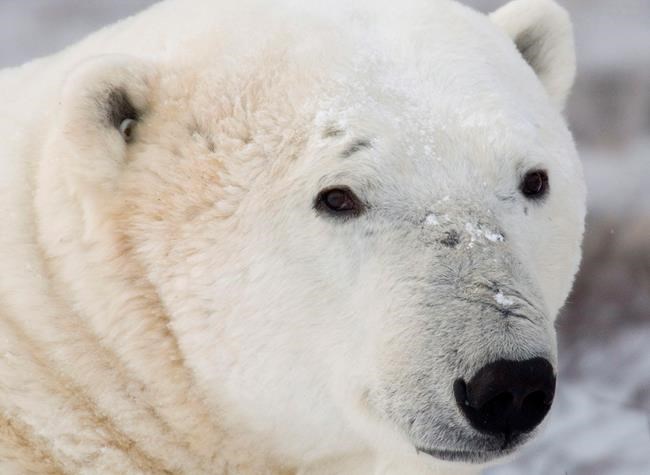U.S. stops trying to ban trade in polar bears at international talks | iNFOnews.ca U.S. stops trying to ban trade in polar bears at international talks | iNFOnews.ca