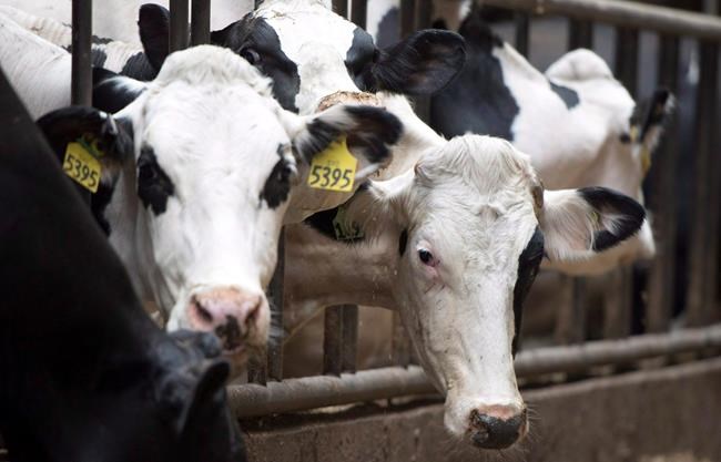 Quebec milk farmers heading to Ottawa by tractor to protest lax rule enforcement | iNFOnews.ca Quebec milk farmers heading to Ottawa by tractor to protest lax rule enforcement | iNFOnews.ca