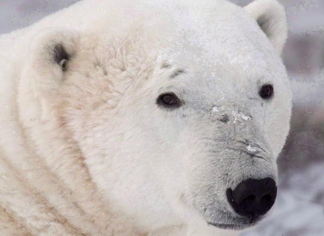 Switching tags: Investigation busts illegal polar bear exports | iNFOnews.ca Switching tags: Investigation busts illegal polar bear exports | iNFOnews.ca