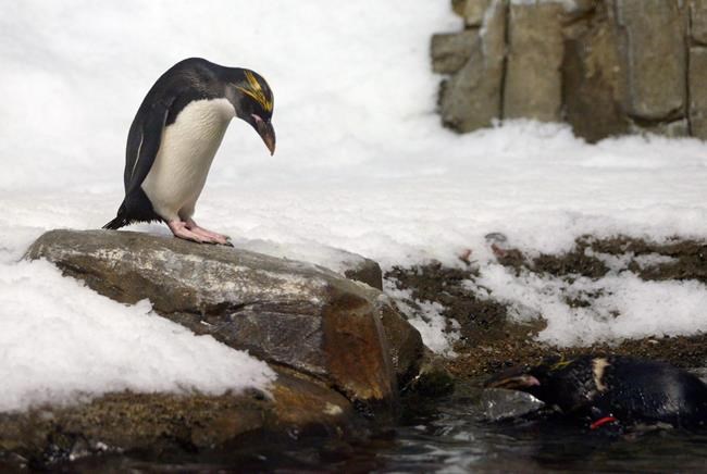 Renovations to Montreal's Biodome means a temporary move for its 4,500 animals | iNFOnews.ca
