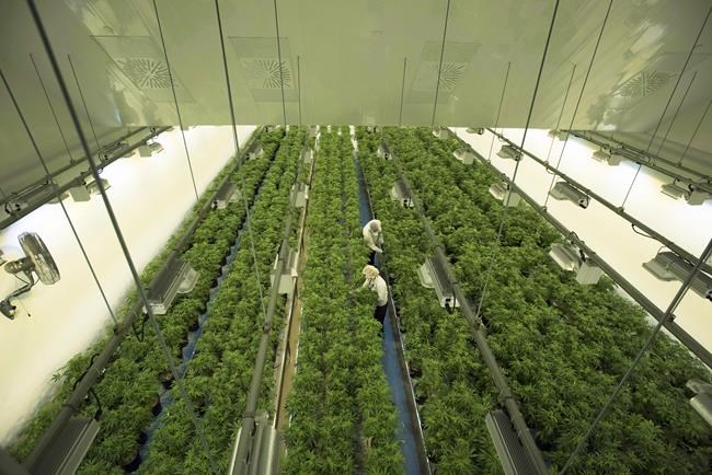 Lack of Ontario retail locations poses headwind for pot industry players | iNFOnews.ca