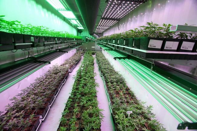 Organigram's Q1 net revenue gets boost from recreational pot sales | iNFOnews.ca CP2130955991