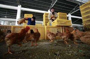 Five changes can make H5N1 bird flu virus transmit among mammals, study finds | iNFOnews.ca CP27946220