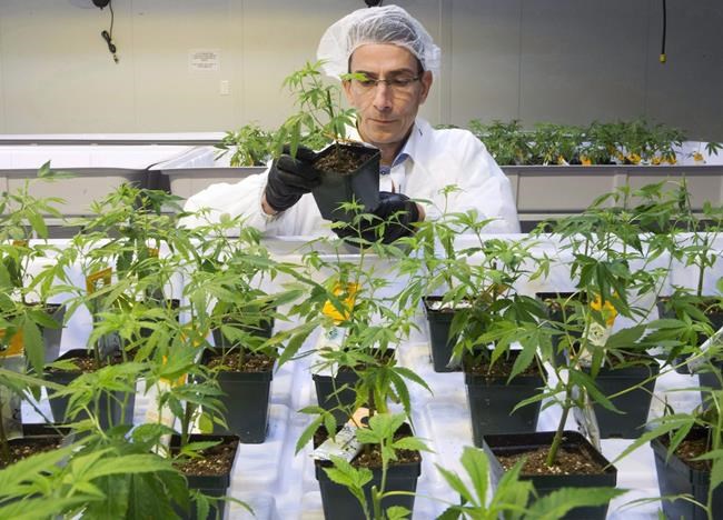 Aurora Cannabis shares down after it misses own Q4 revenue guidance | iNFOnews.ca Aurora Cannabis shares down after it misses own Q4 revenue guidance | iNFOnews.ca