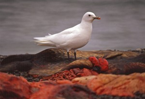 Mercury levels rapidly rising in endangered Arctic gulls: biologist | iNFOnews.ca CP32356689