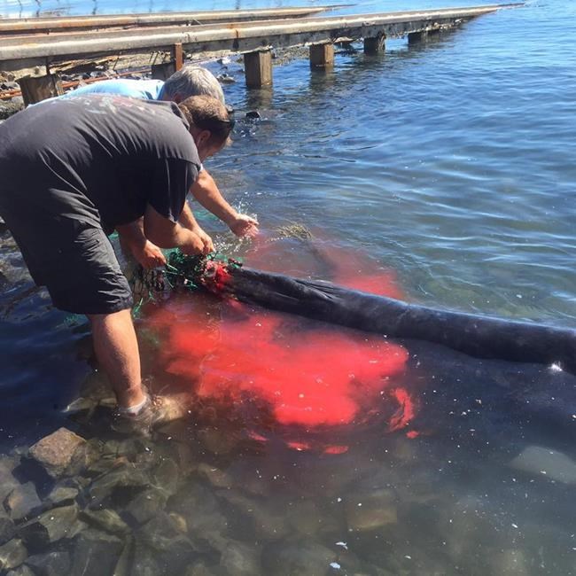 Tangled whale came to downtown waterfront looking for help, rescuer says | iNFOnews.ca CP1670281203