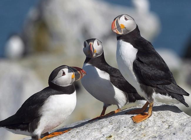 Low survival rate for puffin chicks on New Brunswick island this year | iNFOnews.ca