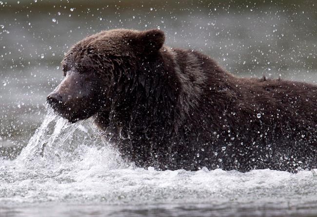 B.C.'s grizzly bear trophy hunt 'just doesn't make sense': report | iNFOnews.ca B.C.'s grizzly bear trophy hunt 'just doesn't make sense': report | iNFOnews.ca