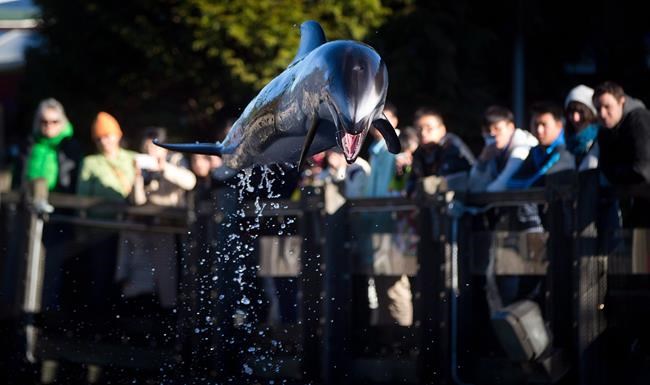 Cetacean ban at Vancouver Aquarium was public's will: park board commissioner | iNFOnews.ca