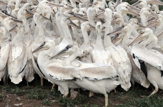 Endangered white pelicans venture to Vancouver Island, thrilling bird watchers | iNFOnews.ca Endangered white pelicans venture to Vancouver Island, thrilling bird watchers | iNFOnews.ca