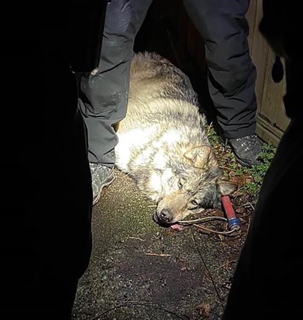 Wolf safely relocated after wandering through Victoria near B.C. legislature | iNFOnews.ca Wolf safely relocated after wandering through Victoria near B.C. legislature | iNFOnews.ca