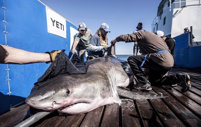 Celebrity great white shark signals he's still off Nova Scotia coast | iNFOnews.ca