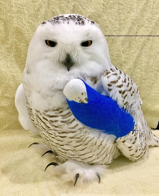 Rescuer says snowy owl pulled from SUV grille in Saskatchewan is healing | iNFOnews.ca