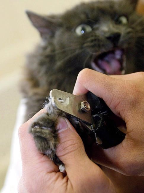 Animal protection group urges B.C. vet association to ban cat declawing | iNFOnews.ca Animal protection group urges B.C. vet association to ban cat declawing | iNFOnews.ca