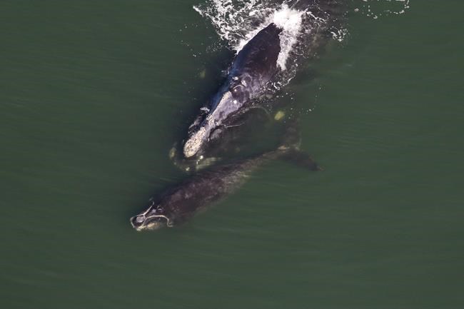 'It's actually heartbreaking': No baby right whales seen in calving grounds | iNFOnews.ca 'It's actually heartbreaking': No baby right whales seen in calving grounds | iNFOnews.ca