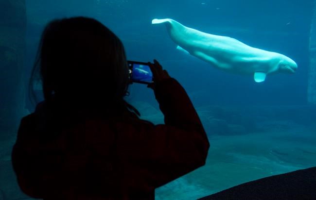 Researchers hope computer simulation can help save endangered beluga whales | iNFOnews.ca