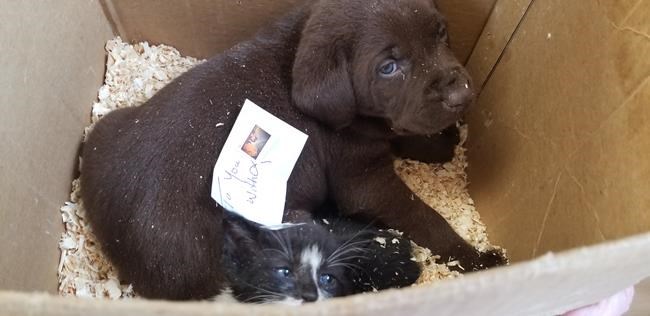 Return to sender; postage-paid pets discovered in Alberta post office | iNFOnews.ca