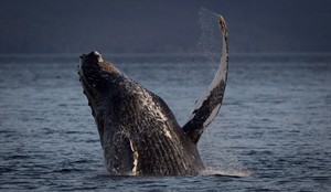 Federal strategy for endangered humpback whales recognizes spill, tanker threats | iNFOnews.ca CP25716978