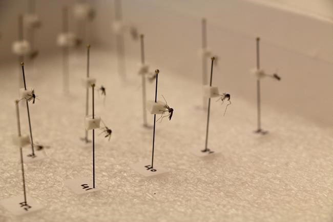 No current risk of Zika after mosquito species linked to virus found in Windsor | iNFOnews.ca No current risk of Zika after mosquito species linked to virus found in Windsor | iNFOnews.ca