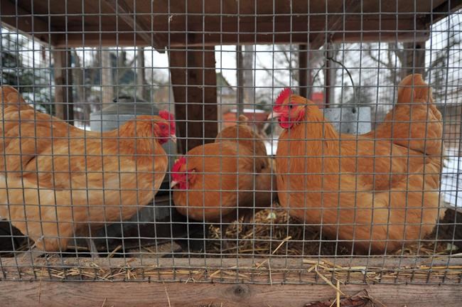 Toronto to allow backyard chickens under new pilot project | iNFOnews.ca
