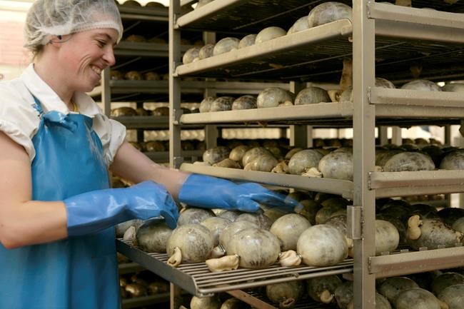 Not your grandpa's haggis: Canada to import less 'offal' type of Scottish dish | iNFOnews.ca Not your grandpa's haggis: Canada to import less 'offal' type of Scottish dish | iNFOnews.ca