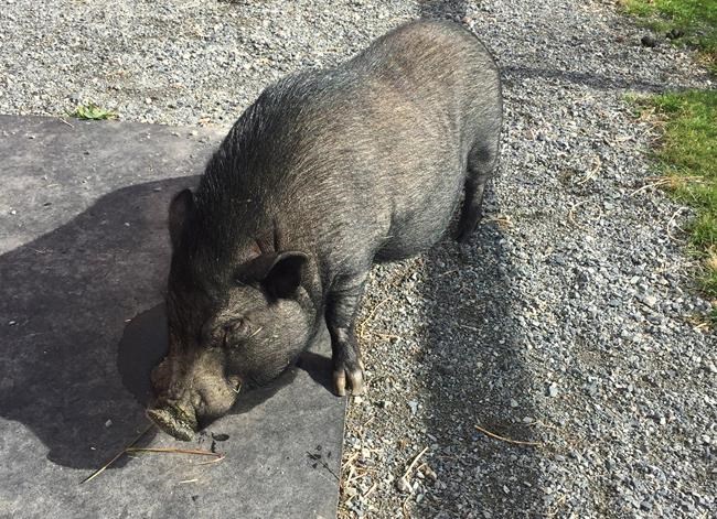 B.C. SPCA says noteworthy singing pig tips the scales in search of forever home | iNFOnews.ca CP1554002244