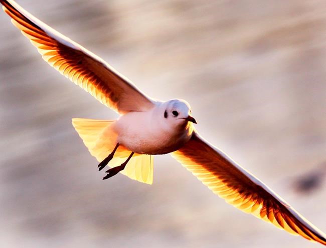 From drywall to metal: Study finds gulls tough enough for landfill diet | iNFOnews.ca From drywall to metal: Study finds gulls tough enough for landfill diet | iNFOnews.ca