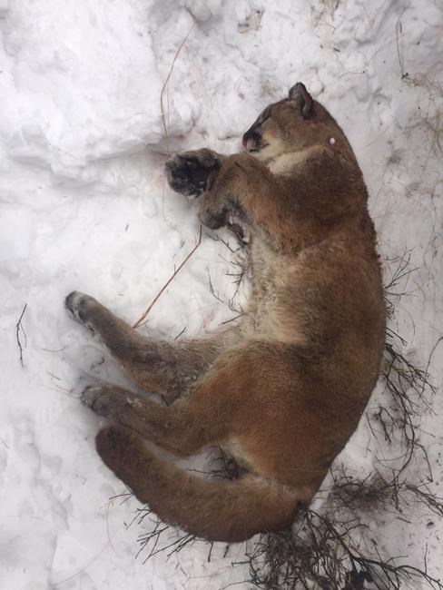 Wildlife officers in Alberta looking for person who left cougar carcass behind | iNFOnews.ca