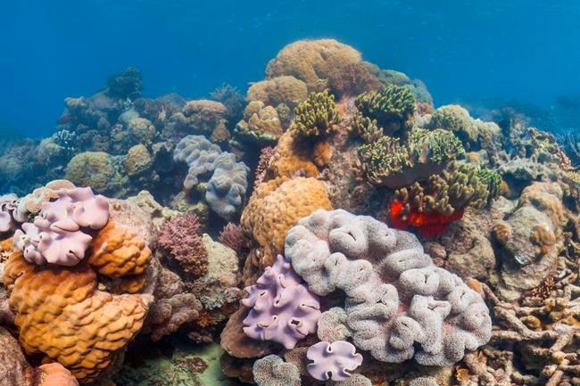 Study suggests marine heat waves getting more frequent, lasting longer | iNFOnews.ca