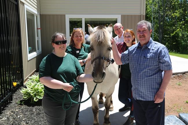 Patients 'leap out of bed' to see P.E.I. horse who visits palliative facility | iNFOnews.ca Patients 'leap out of bed' to see P.E.I. horse who visits palliative facility | iNFOnews.ca